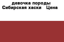 девочка породы Сибирская хаски › Цена ­ 5 000 - Новосибирская обл., Новосибирск г. Животные и растения » Собаки   . Новосибирская обл.,Новосибирск г.